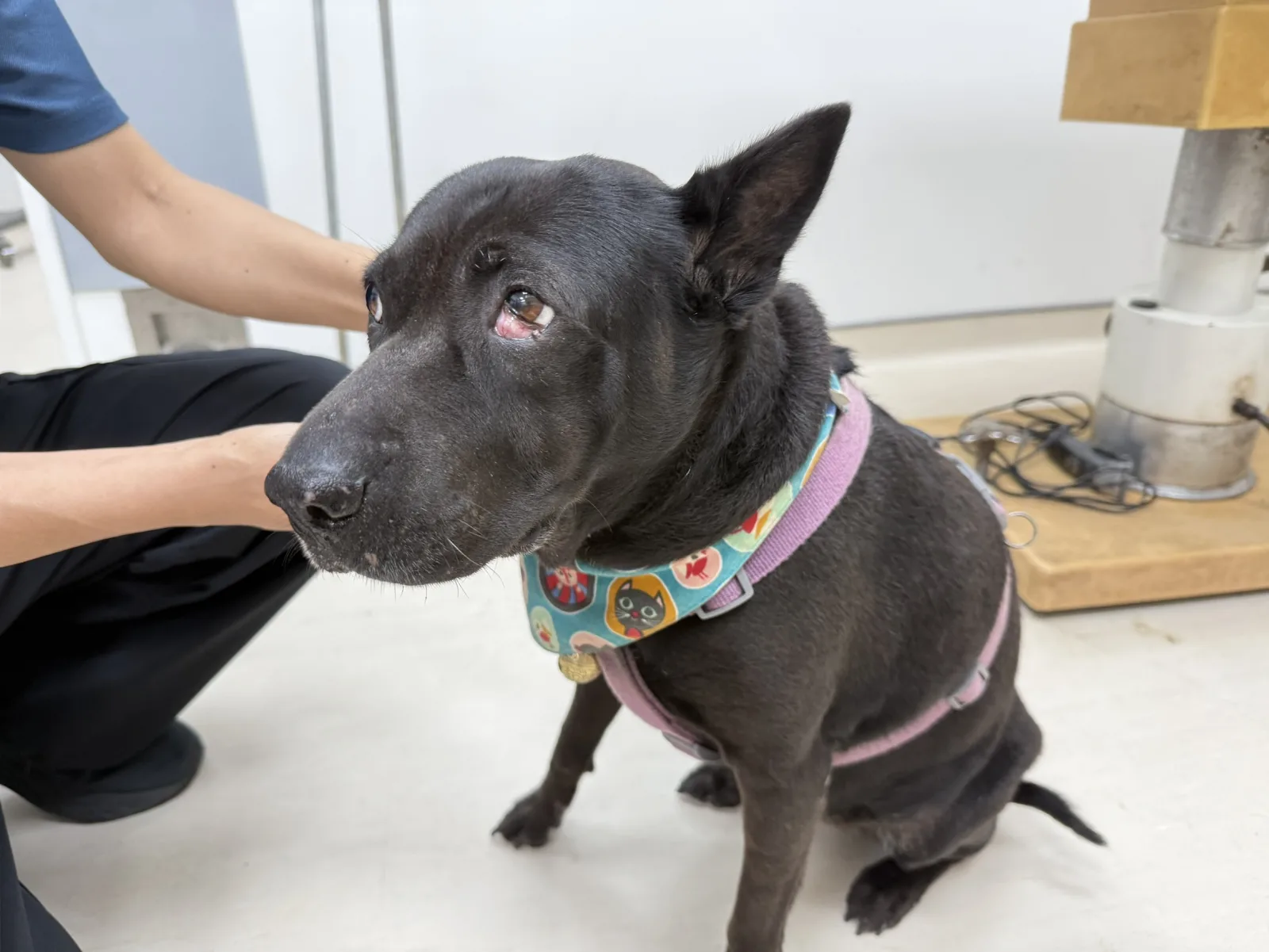 校園犬ASUS第三眼瞼突出未改善　檢查竟揪出惡性腫瘤
