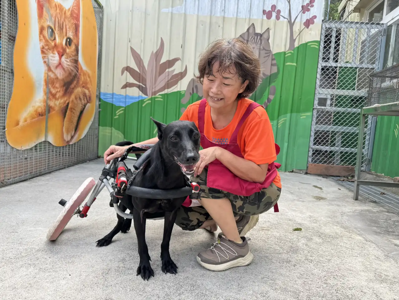 後肢癱瘓幼犬裝上輪椅重拾活力　八里動物之家「黑寶」盼遇幸福家庭