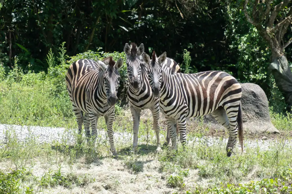 台北動物園夜間開放倒數第2場　8/22夜訪斑馬、保母講古月光電影登場