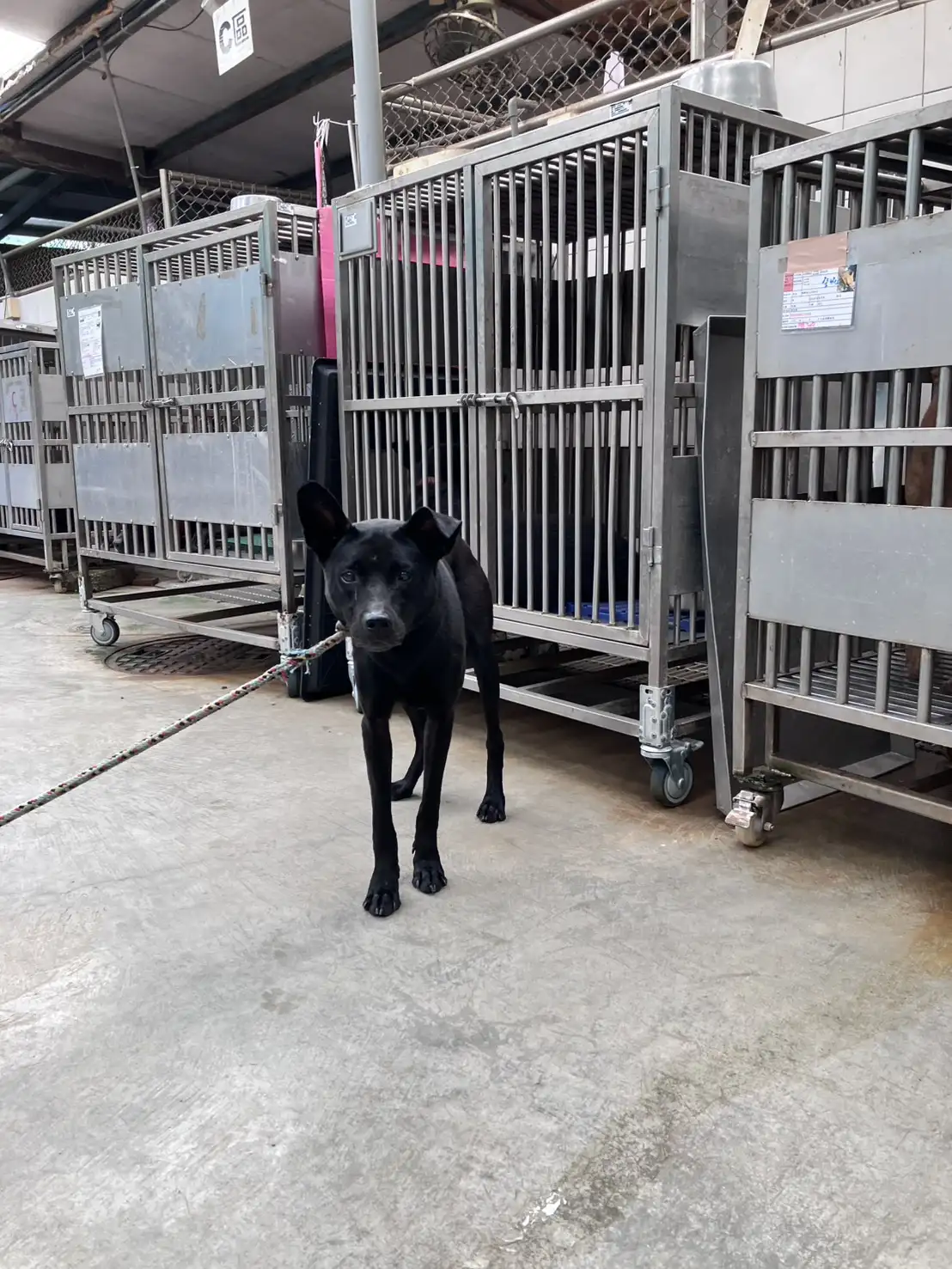 飼主離世毛孩頓失依靠　新北動保處救援安置13隻犬