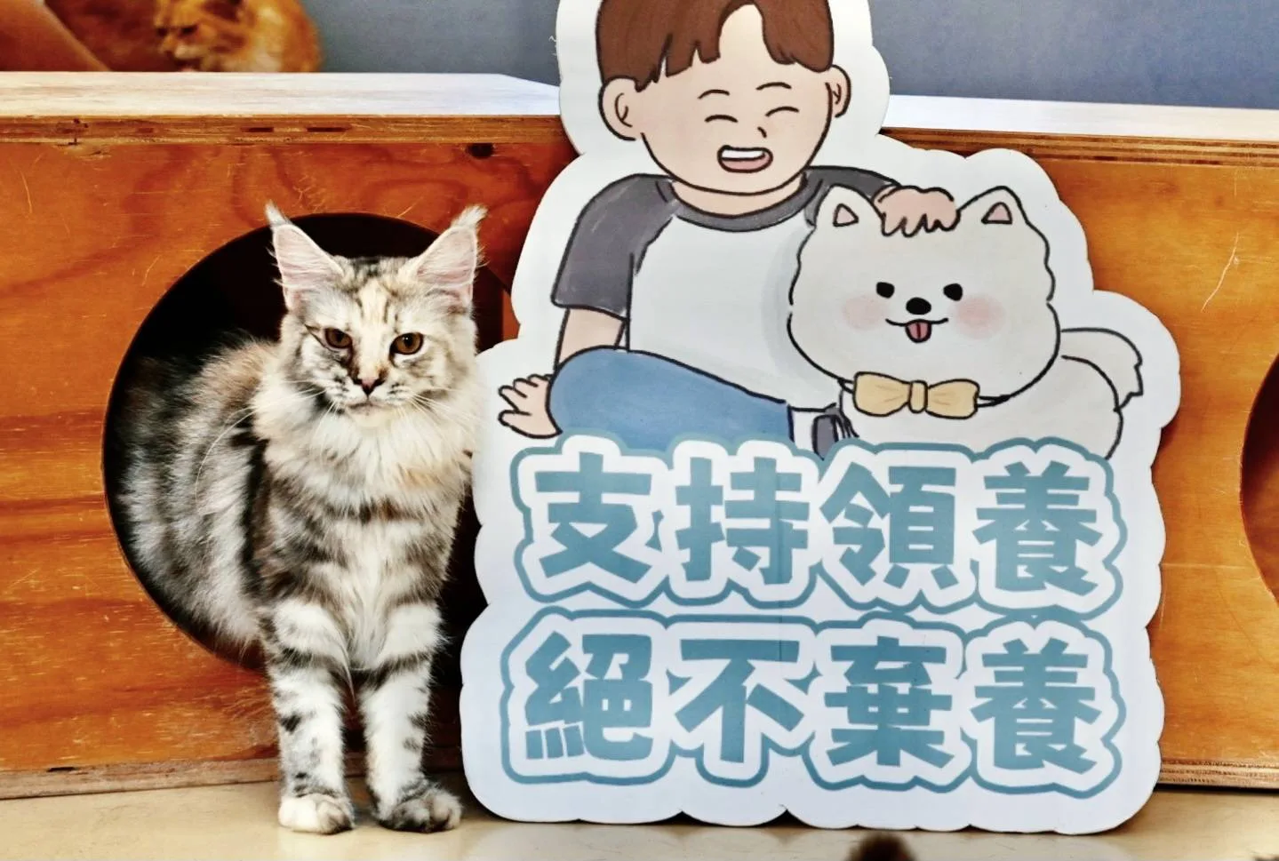 新竹市查獲非法販售品種貓　10隻貓咪9月2日公開抽籤認養