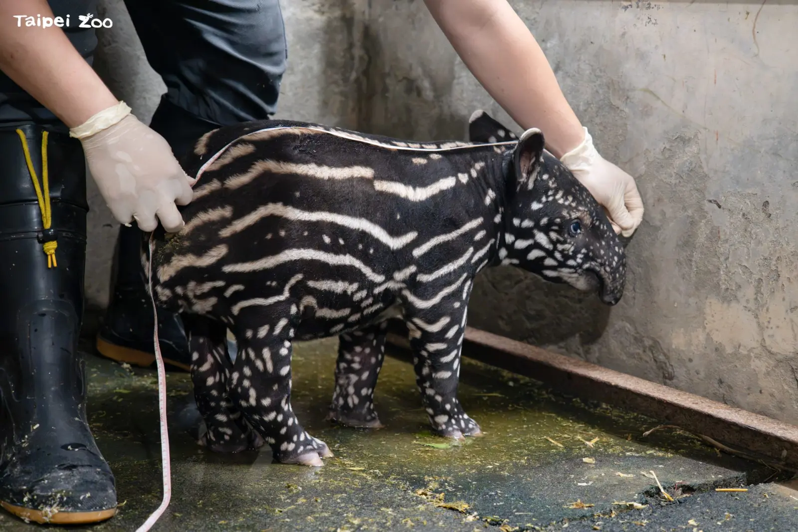 北市動物園馬來貘寶寶滿2週　體重19公斤較出生翻倍