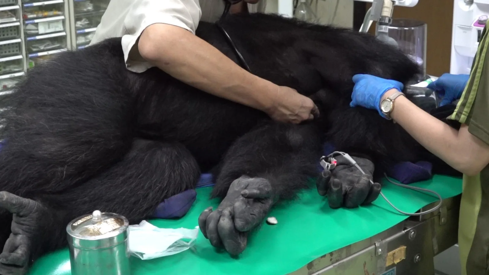 3道門未確實上鎖　北市動物園2黑猩猩脫逃