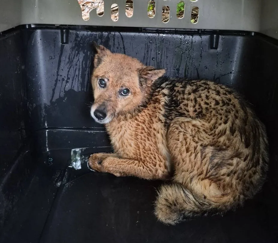 新北24間民間收容所照顧3256隻犬貓　動保處強化輔導與退場機制