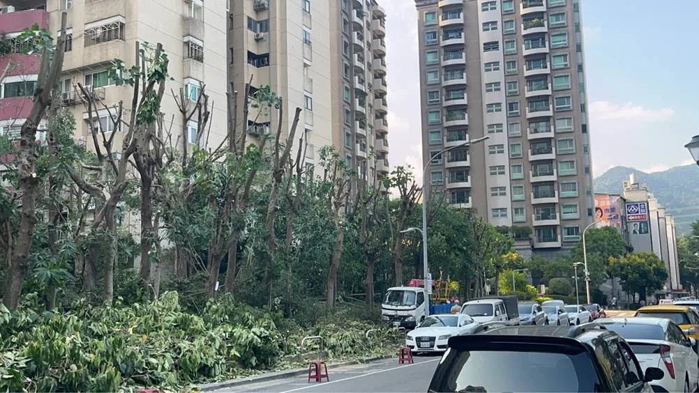 內湖綠地又鋸樹惹議　新植落羽松已枯死