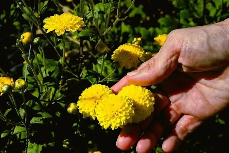 秋日限定！武陵農場邀你化身花農 採菊賞花再享住宿折扣